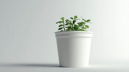 Fototapeta premium plant in a vase