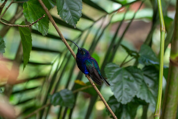 A Violet Sabrewing in Costa Rica