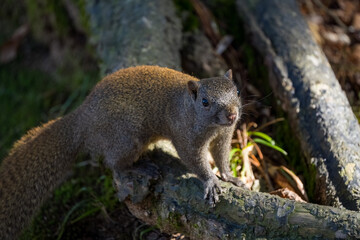 A squirrel in the light and shadow of the woods.