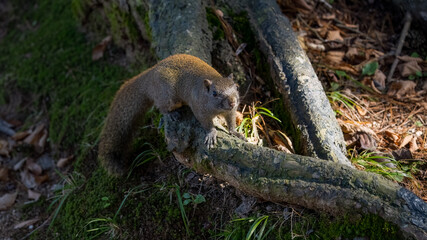 A squirrel in the light and shadow of the woods.