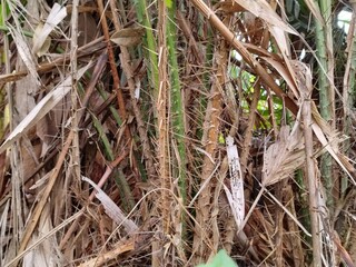Thorny tree