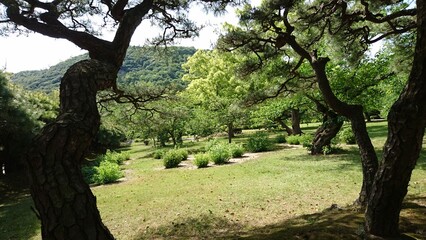Fototapeta premium 栗林公園