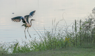 Great blue heron taking off from the shore of a lake at sunset.