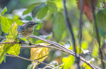 Closeup of a yellow-rumped warbler perched in a tree.