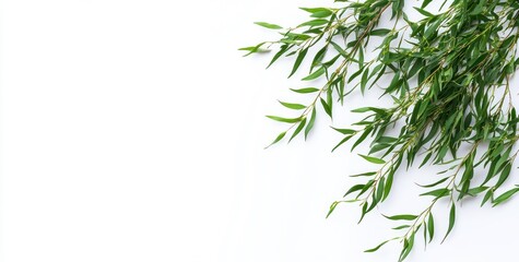 Fototapeta premium A cluster of green leaves arranged on a white background, suggesting freshness and nature.