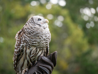 A bard owl (Strix varia) takes in it's surroundings and watches out for dangerous other birds and raptors