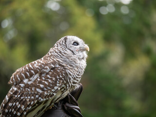 A bard owl (Strix varia) takes in it's surroundings and watches out for dangerous other birds and raptors