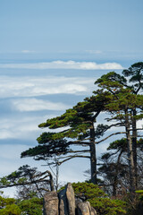 Pine trees on Mount Huangshan.