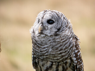 A bard owl (Strix varia) takes in it's surroundings and watches out for dangerous other birds and raptors
