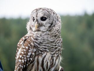A bard owl (Strix varia) takes in it's surroundings and watches out for dangerous other birds and raptors