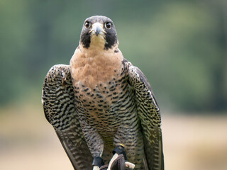 A Peregrine falcon (Falco peregrinus) stretches its wings out in order show off his beautiful plumage and feathers