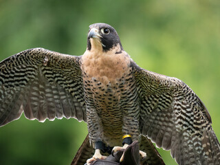 A Peregrine falcon (Falco peregrinus) stretches its wings out in order show off his beautiful plumage and feathers