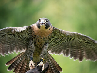 A Peregrine falcon (Falco peregrinus) stretches its wings out in order show off his beautiful...