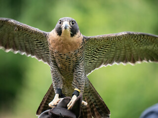 A Peregrine falcon (Falco peregrinus) stretches its wings out in order show off his beautiful...