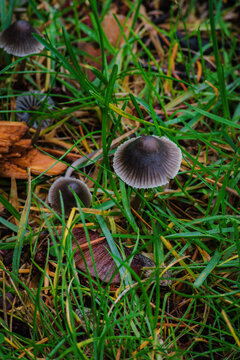 drab bonnet (Mycena aetites)