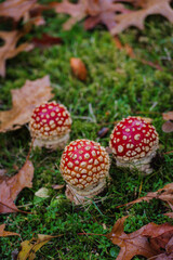 Fly agaric (Amanita muscaria)