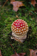 Fly agaric (Amanita muscaria)