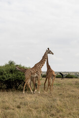 giraffe in the savannah
