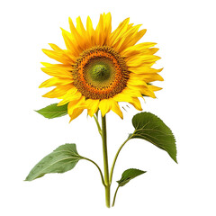 sunflower isolated on white background