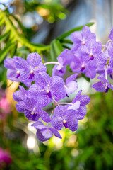 Obraz premium Purple Orchids