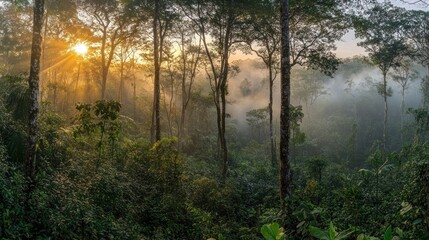 Obraz premium A serene sunrise illuminating a lush forest shrouded in mist.