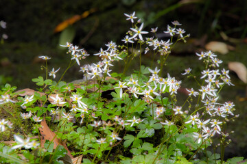 長崎の岩背戸渓谷の大文字草06
