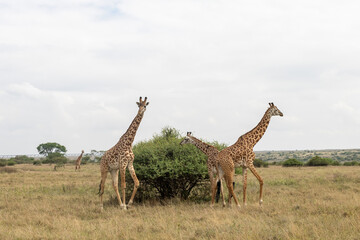 giraffe in the wild