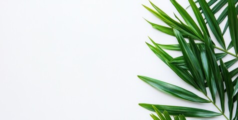 Fototapeta premium A minimalistic arrangement of green palm leaves on a white background.