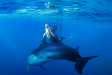 A pair of dolphins swims gracefully together beneath the surface in the deep blue waters of...