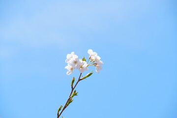 桜と空