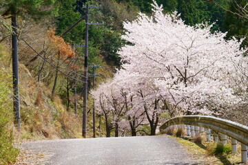 Fototapeta premium 桜の道