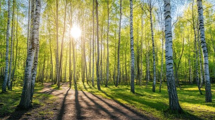 Fototapeta premium A sunlit birch forest with vibrant green leaves and a winding path.