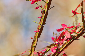 Burning bush (Euonymus alatus) is a deciduous shrub native to China, Japan, and Korea. Invasive in USA.
