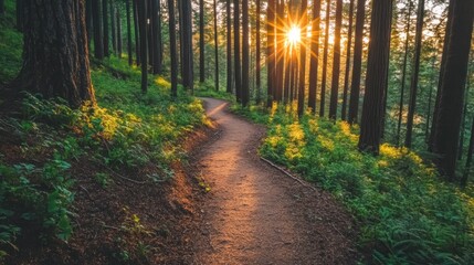 Obraz premium A serene forest path illuminated by sunlight, inviting exploration and connection with nature.