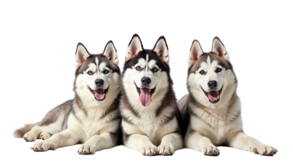 group of Huskies