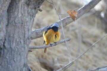 The north red Robins