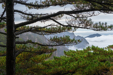 Pine trees on Mount Huangshan.
