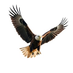 American bald eagle isolated white