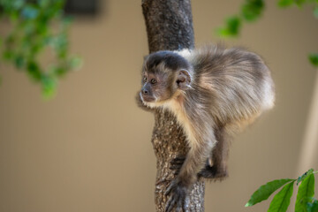 Young Capuchin Monkey climbing a tree