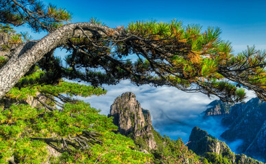 Pine trees on Mount Huangshan.
