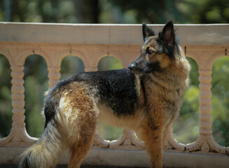 german shepherd dog