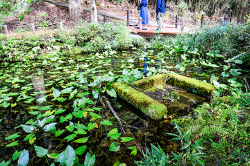 岐阜県・関市のモネの池を訪ねて