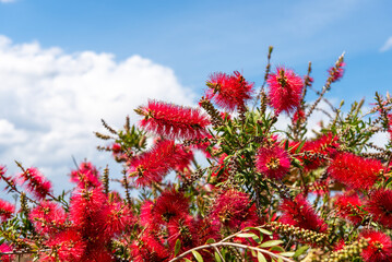Blooming Callistemon australiana plant on blue sky background