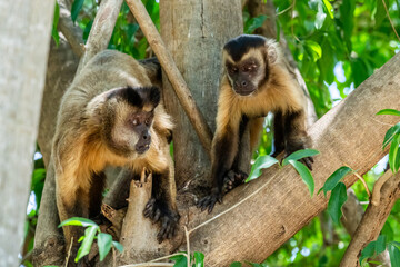 Capuchin monkey duo