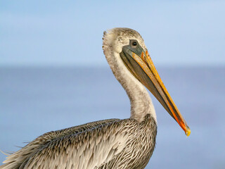 brown pelican perched on a pier at the coast