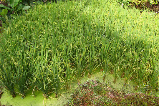Rice field 