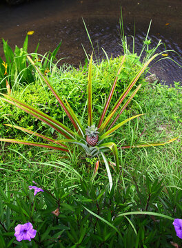 Pineapple plant 