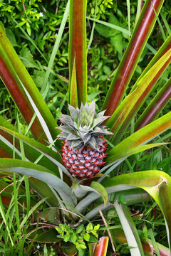 Pineapple plant 