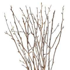 Natural Twigs Arrangement on White Background