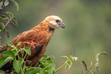 Black Collared Hawk
